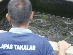 Warga Binaan Lapas Takalar Sukses Budidaya Ikan Lele