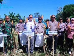 Wabup Takalar Lakukan Panen Raya Jagung bersama Forkopimda