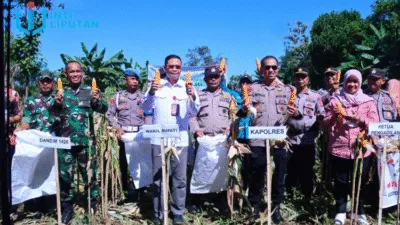 Wabup Takalar Lakukan Panen Raya Jagung bersama Forkopimda