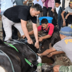 Kapolres Gowa Potong Sapi Kurban Seberat 700 Kilogram, Sapinya Sempat Mengamuk