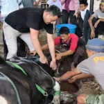 Kapolres Gowa Potong Sapi Kurban Seberat 700 Kilogram, Sapinya Sempat Mengamuk