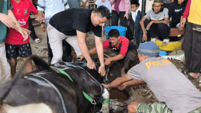 Kapolres Gowa Potong Sapi Kurban Seberat 700 Kilogram, Sapinya Sempat Mengamuk